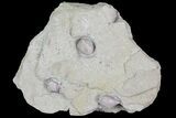 Multiple Blastoid (Pentremites) Plate - Illinois #68958-1